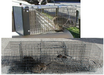Rodents on Attic